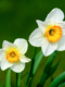 Spring daffodils representing blog post by SOLEILRA about Spring skin care