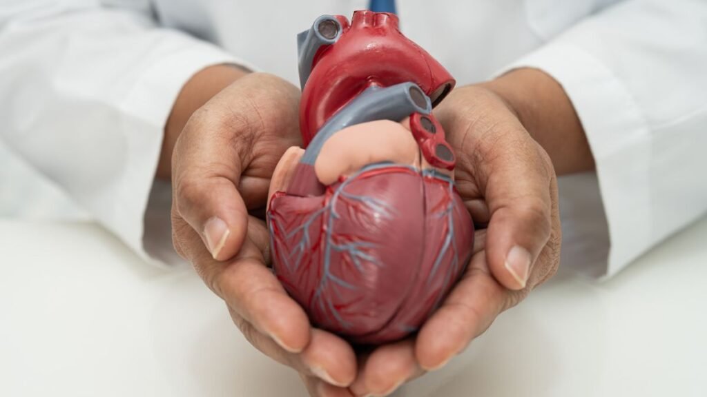 Female health professional holding a heart illustration, representing expert guidance on cardiovascular disease warning signs in women